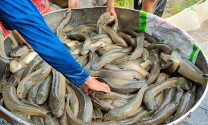Vĩnh Long: Giá thủy sản nuôi tăng cao hơn cùng kỳ