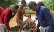 Trà Vinh: Giá cá lóc ổn định, người nuôi lãi hơn 50 triệu đồng mỗi ha